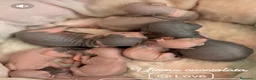 Sphynx gatti in vendita: Sphynx gatto nudo - Annuncio 3