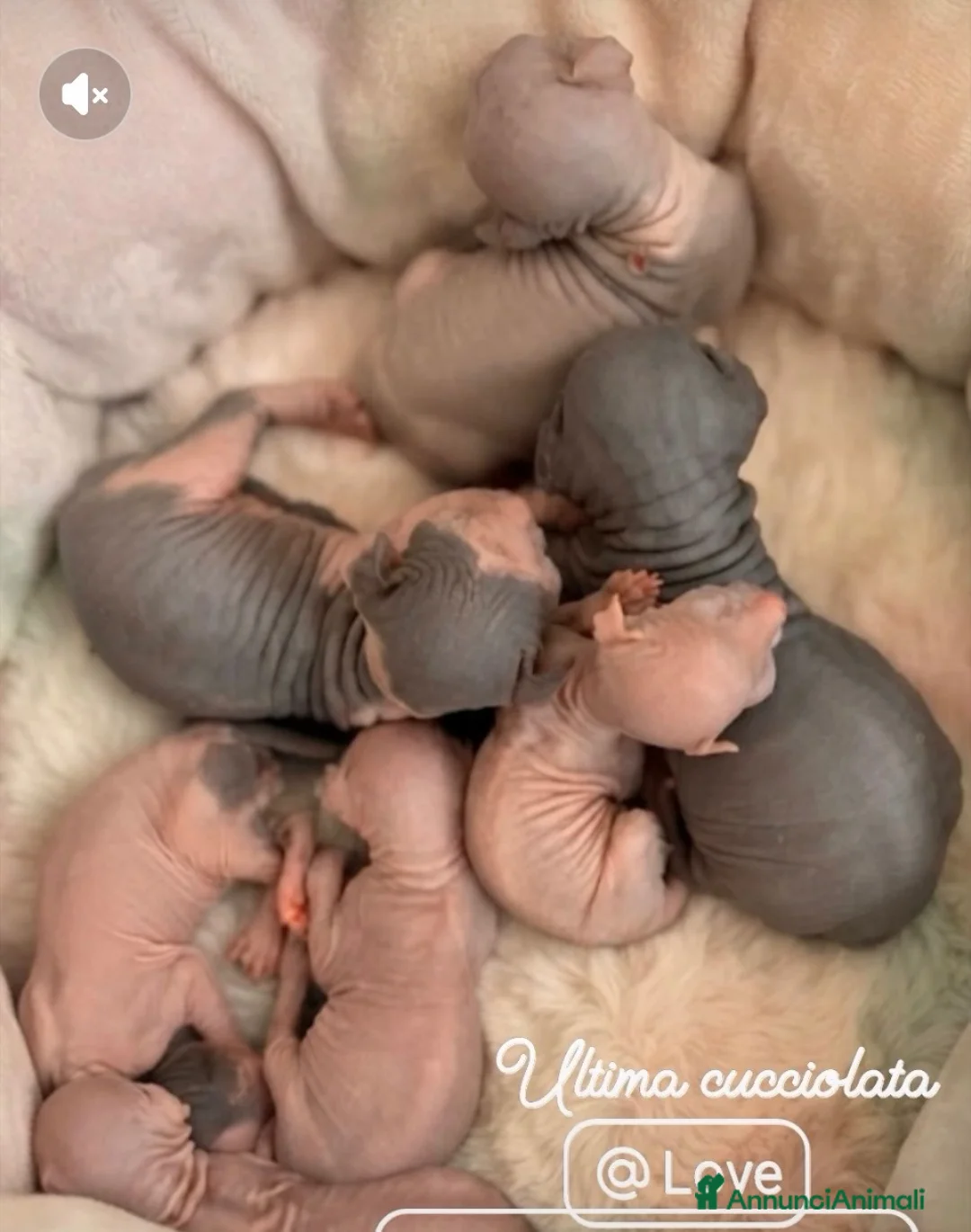 Sphynx gatti in vendita: Sphynx gatto nudo - Annuncio 3