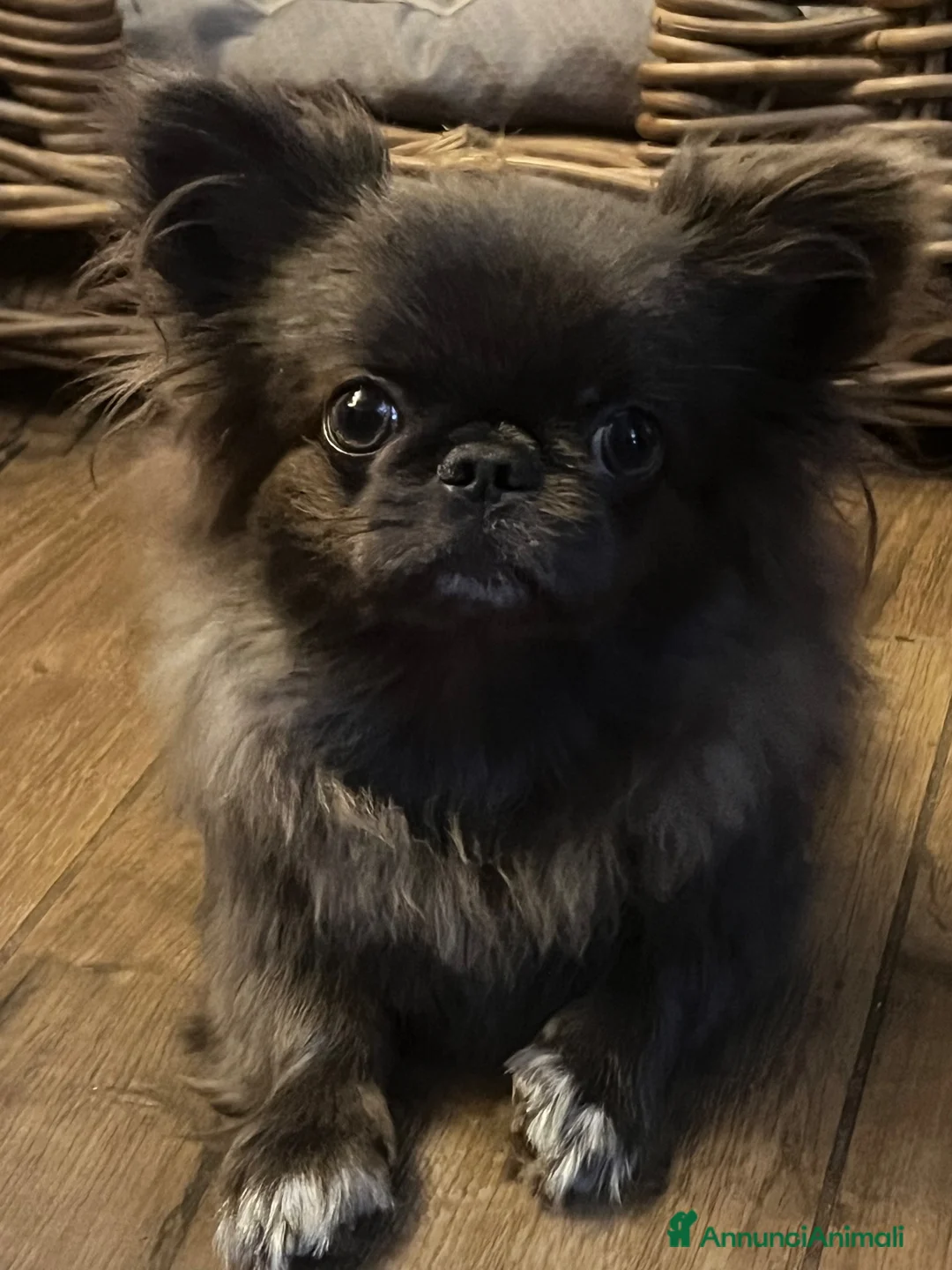Chihuahua cani in vendita: Chihuahua  - Annuncio 1