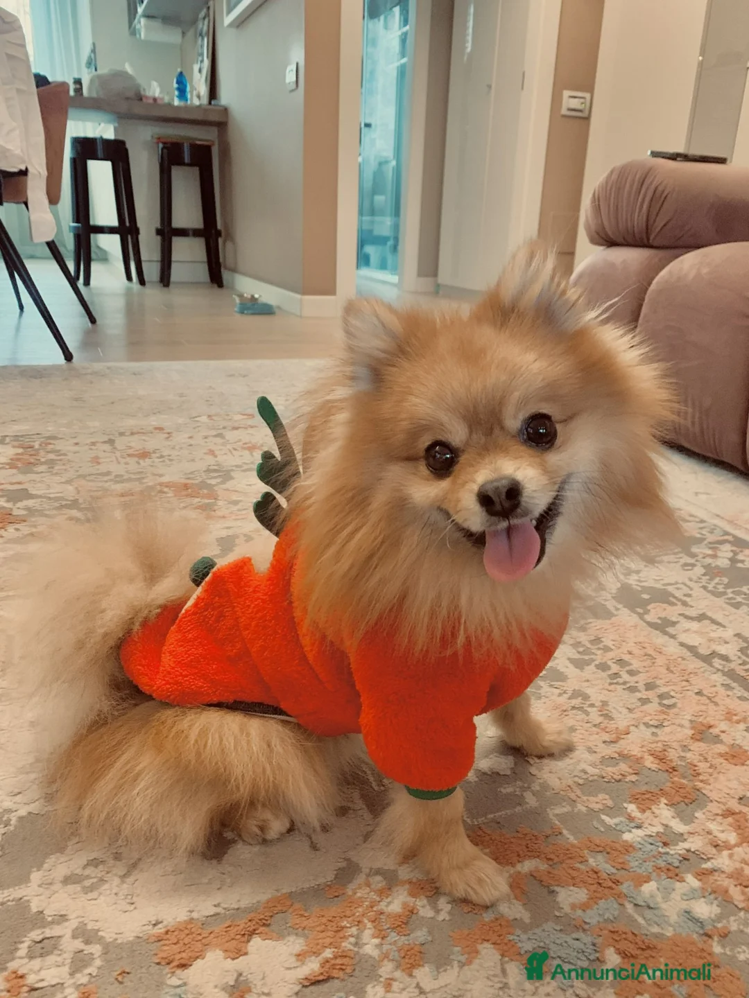Volpino Pomerania cani per accoppiamento: MONTA a Provincia di Monza e della Brianza - Annuncio 2
