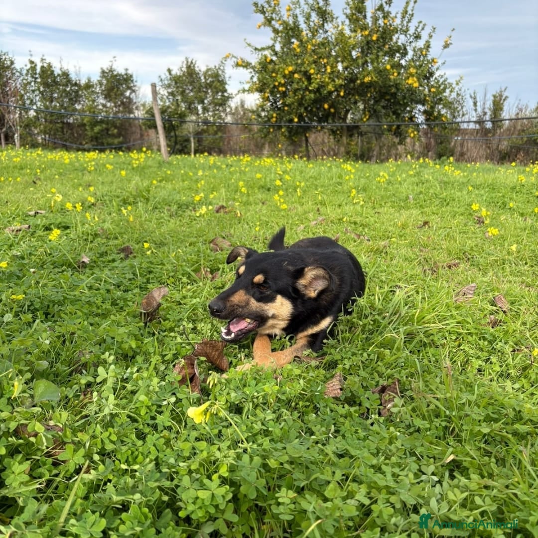 Meticcio cani in regalo: ADA 🩷 -cucciola bellissima ha bisogno di una casa - Annuncio 3