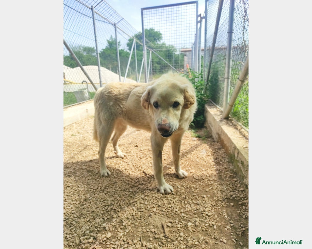 Meticcio cani in regalo: Alfredo, SOS una casa per la vita a Latina - Annuncio 3