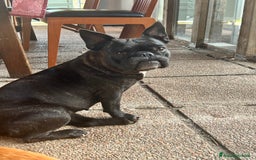 Bulldog Francese cani in vendita: Bulldog francese  a Provincia di Padova - Immagine 8