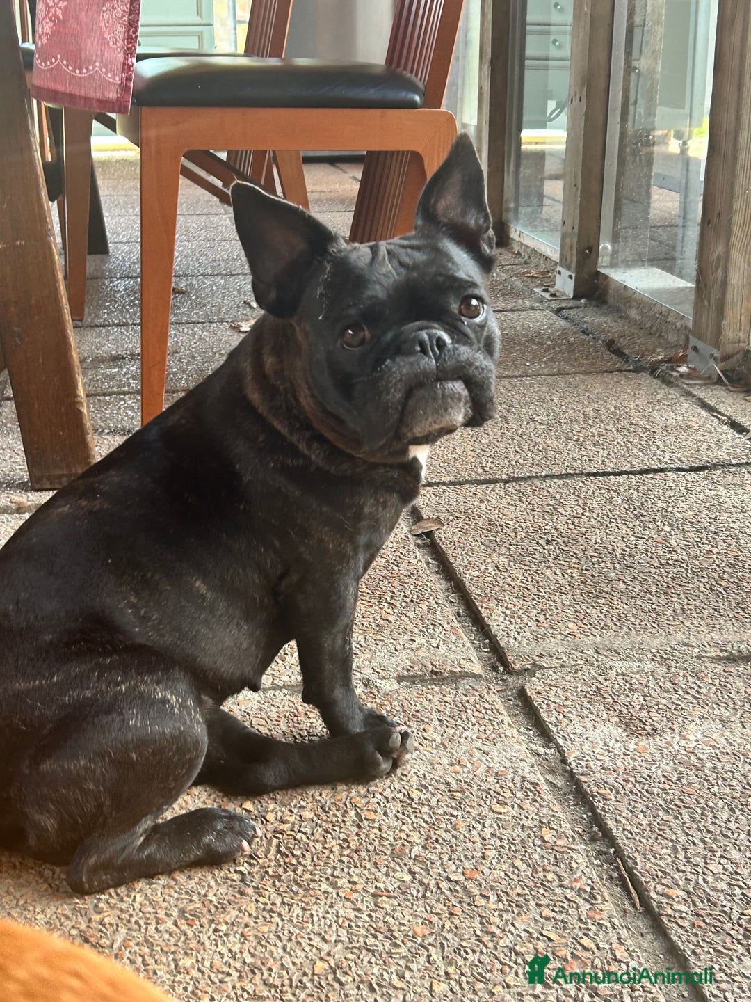 Bulldog Francese cani in vendita: Bulldog francese  a Provincia di Padova - Immagine 8