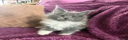 Maine Coon gatti in vendita: Cuccioli Maine coon con pedigree  - Annuncio 12