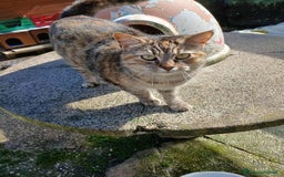 Europeo gatti in regalo: GATTINA IN REGALO - Immagine 5