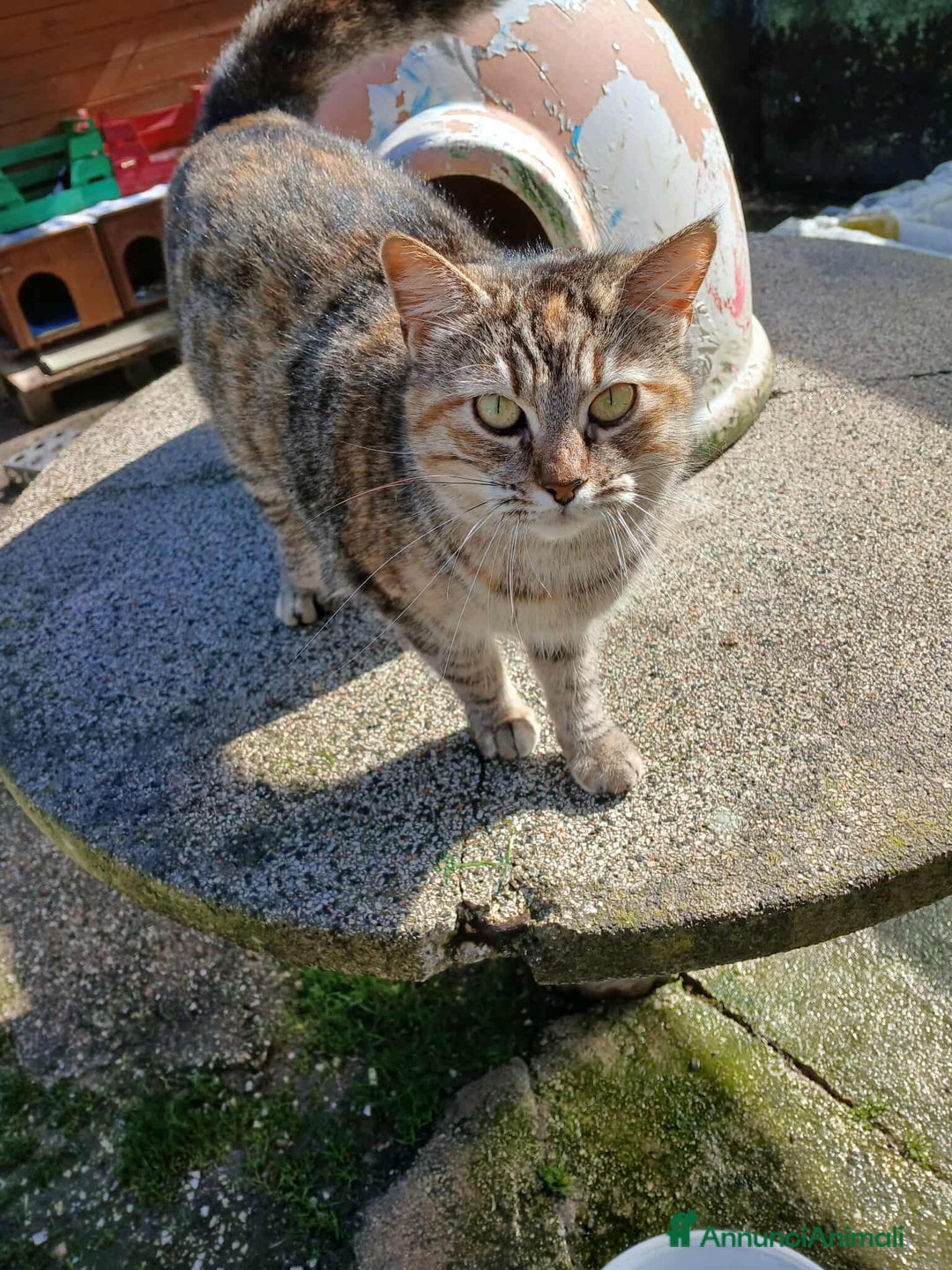 Europeo gatti in regalo: GATTINA IN REGALO - Immagine 5