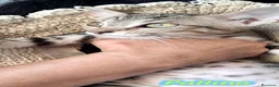 Europeo gatti in regalo: PAOLINO E PALLINO  DOLCISSIMI GATTINI - Annuncio 1
