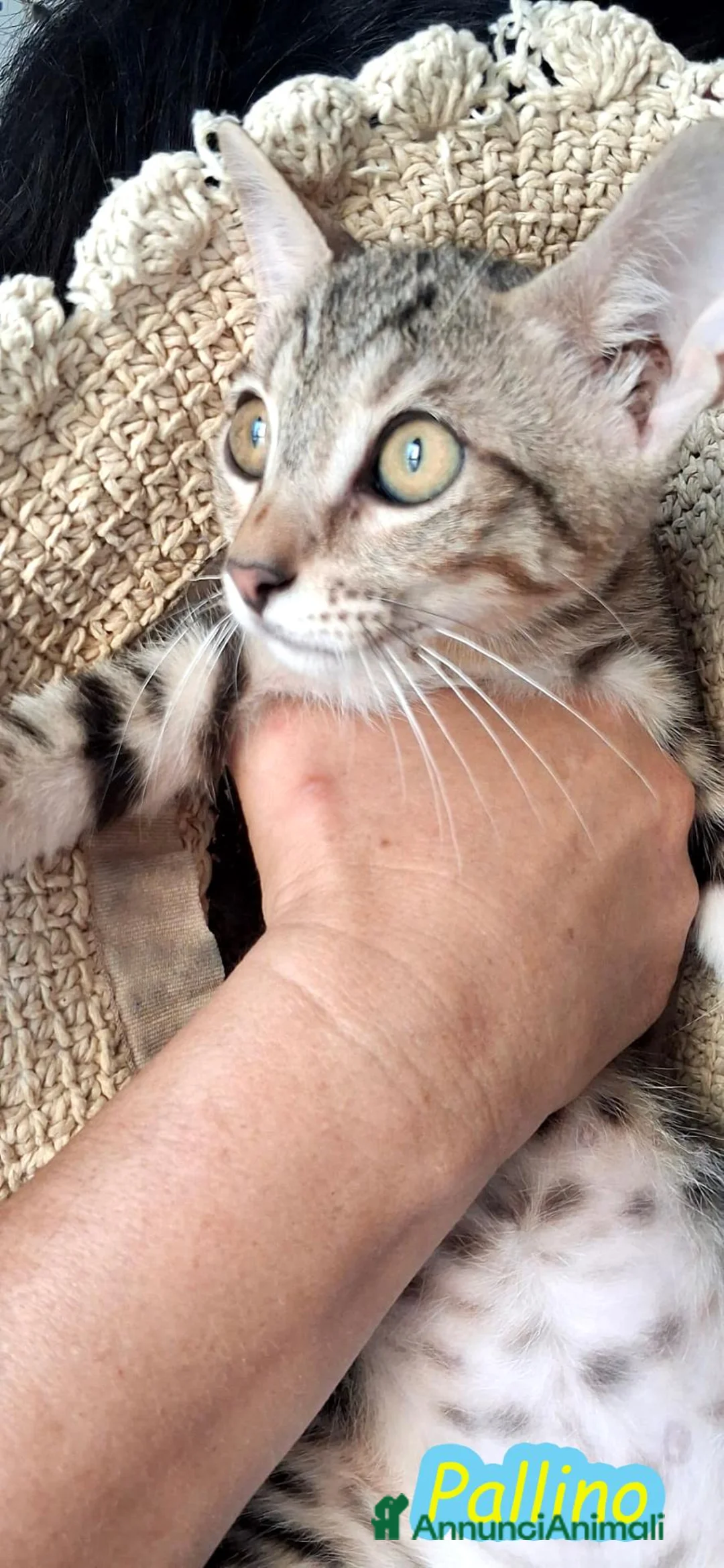Europeo gatti in regalo: PAOLINO E PALLINO  DOLCISSIMI GATTINI - Annuncio 1