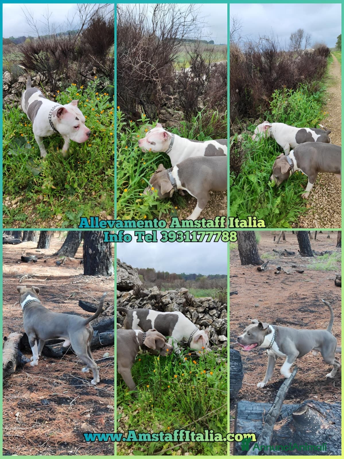 American Staffordshire cani Allevamento Amstaff Blu Puglia Calabria Campania - Annuncio 2