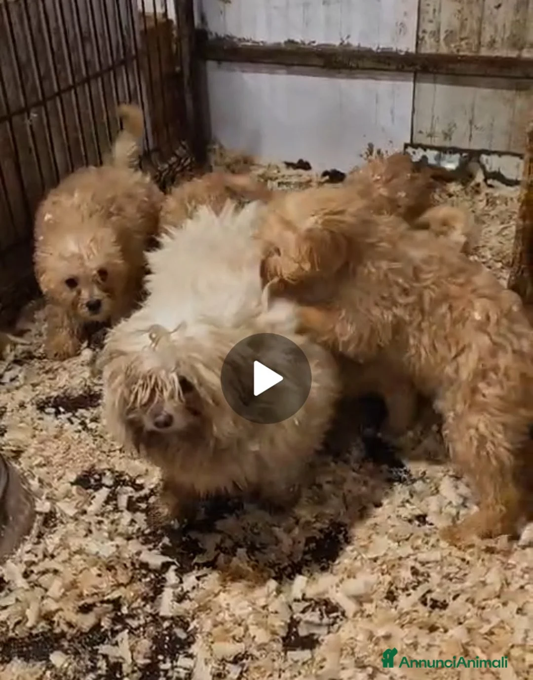 Maltipoo cani in vendita: Splendida cucciolata Maltipoo color crema - Annuncio 1