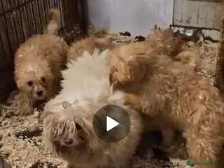 Maltipoo cani Splendida cucciolata Maltipoo color crema - Annuncio 12