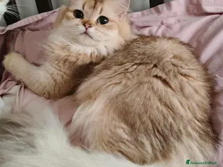 Scottish gatti Gattina Scottish Straight - Annuncio 1