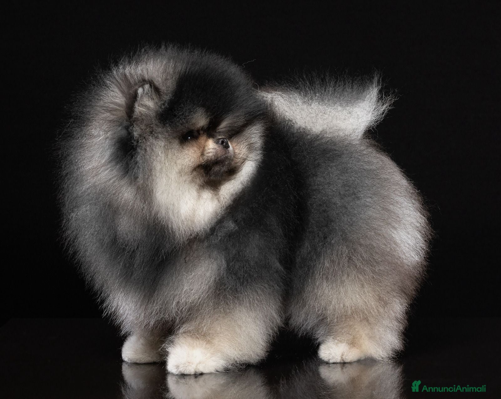 Volpino Pomerania cani Pomerania nero focato per monta accoppiamento - Annuncio 2