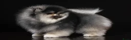 Volpino Pomerania cani per accoppiamento: Pomerania nero focato per monta accoppiamento a Provincia di Pesaro e Urbino - Annuncio 1