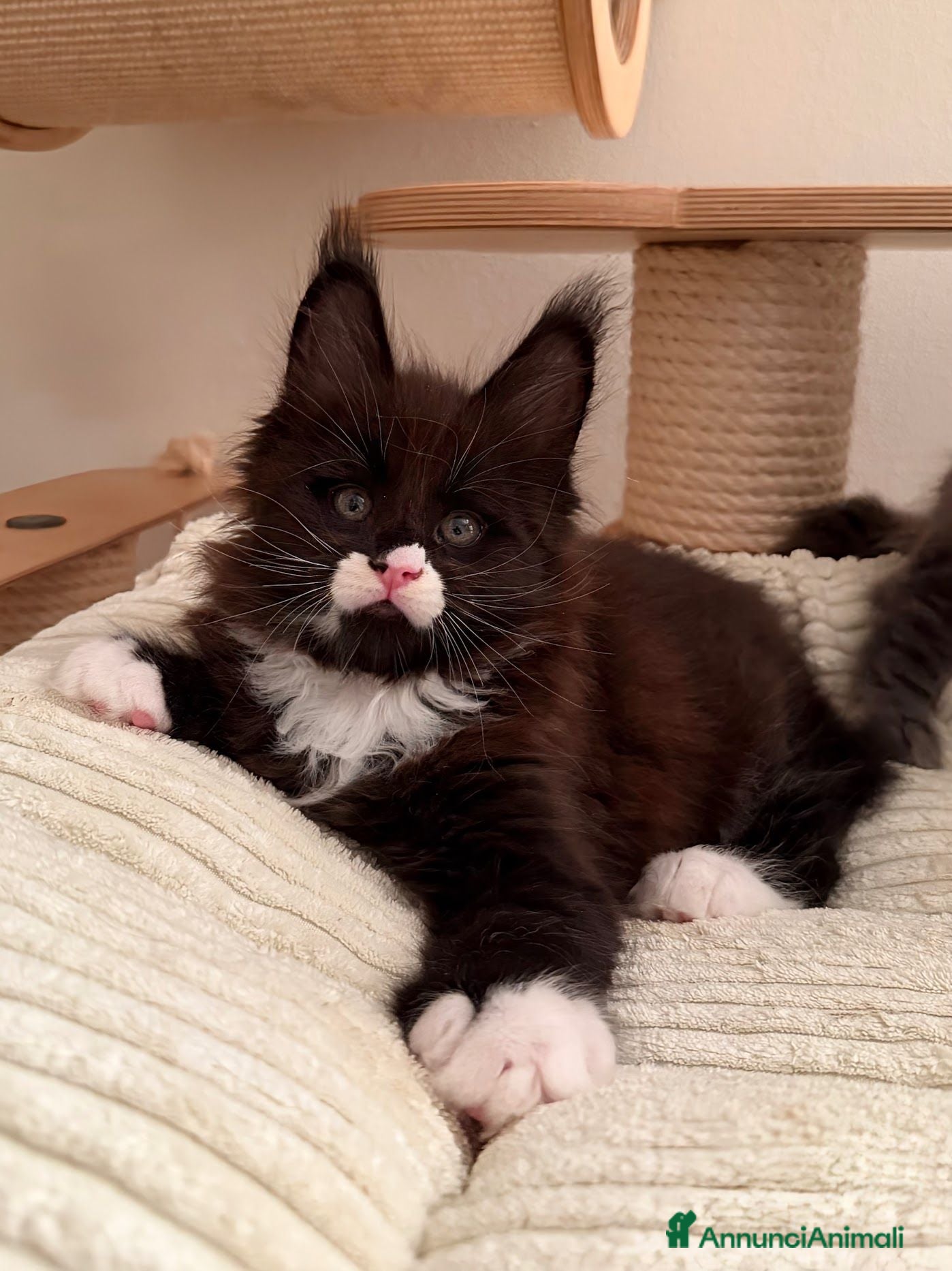 Maine Coon gatti 🏆 Top Cuccioli MCO ❤️ - Annuncio 1
