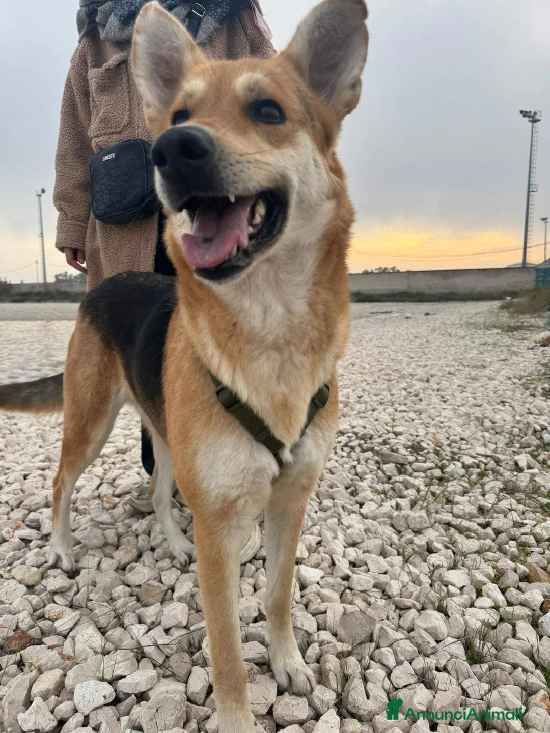 Meticcio cani in regalo: Betty - Annuncio 6