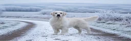 Golden Retriever cani in vendita: Disponibili cuccioli maschi di Golden Retriever  - Annuncio 27