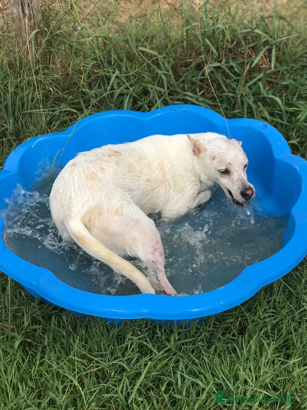 Meticcio cani in regalo: TILLA a Provincia di Latina - Annuncio 7