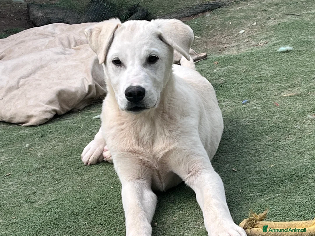 Labrador cani in regalo: Zavi 4 mesi cerca casa  a Città metropolitana di Milano - Annuncio 2