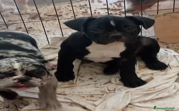 Bulldog Francese cani a Provincia di Pordenone - Annuncio 1