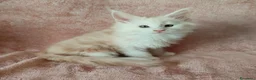 Maine Coon gatti in vendita: OLIVER  - Annuncio 4
