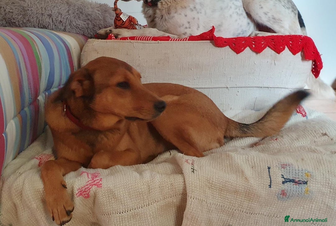 Meticcio cani in regalo: ACKICO,2 occhioni timidi e buoni a Pomezia - Annuncio 10