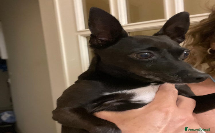 Pinscher Miniatura cani - Annuncio 1