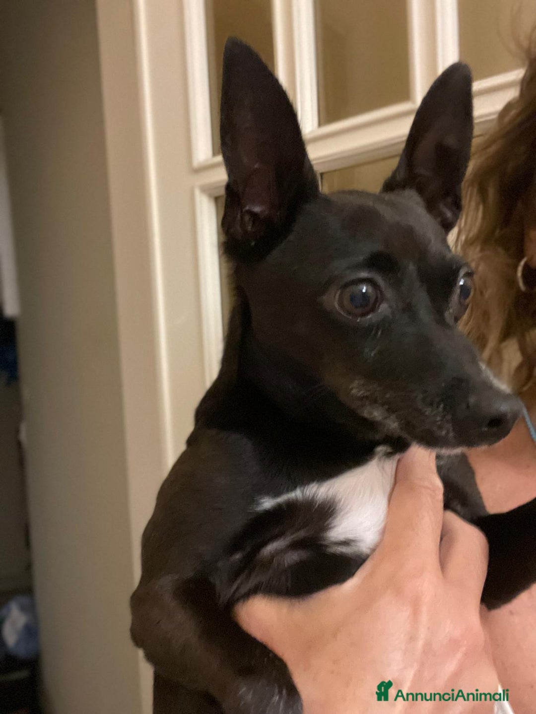 Pinscher Miniatura cani in regalo: Chicco pinscher molto tranquillo e coccolone - Annuncio 1