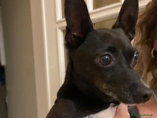 Pinscher Miniatura cani Chicco pinscher molto tranquillo e coccolone - Annuncio 2