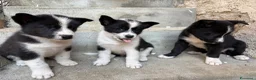Cane da Orso della Carelia cani in vendita: Karelian Bear Dog  a Provincia del Verbano-Cusio-Ossola - Annuncio 4