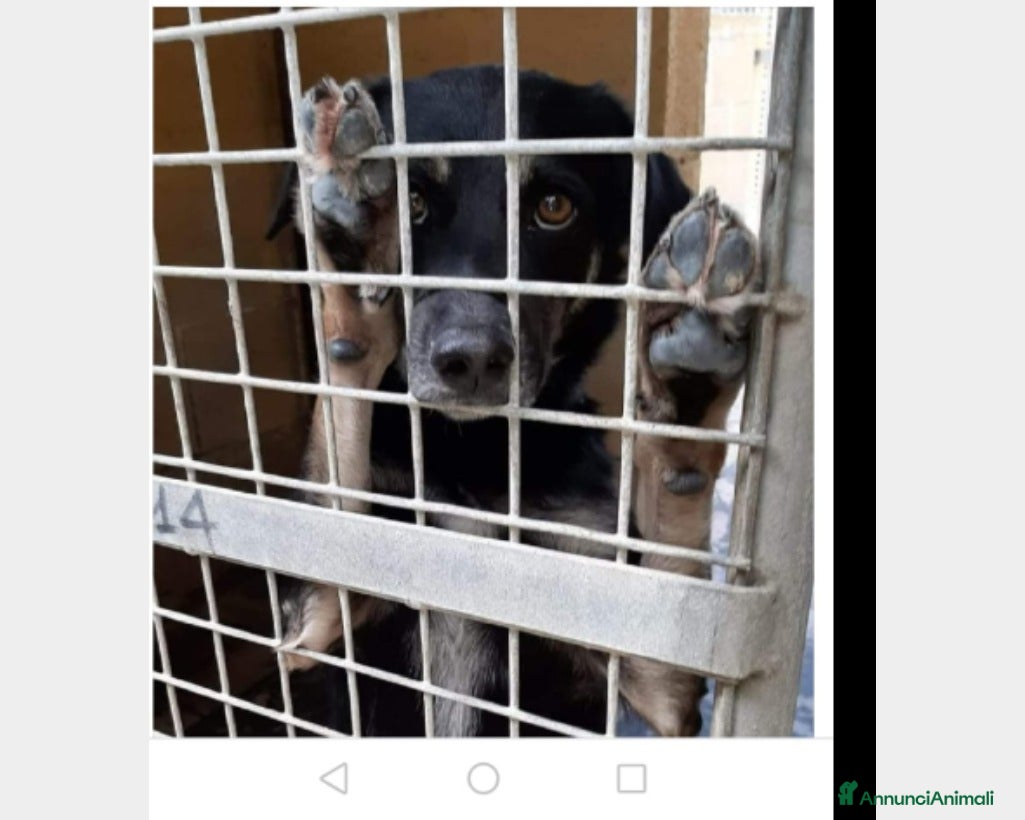 Meticcio cani 3anni uno dei tanti cuori che soffrono reclusi... a Milano - Annuncio 2