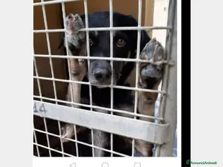 Meticcio cani 3anni uno dei tanti cuori che soffrono reclusi... a Milano - Annuncio 15