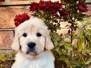 Golden Retriever cani Golden Retriever - Annuncio 35