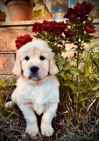 Golden Retriever cani - Annuncio 1