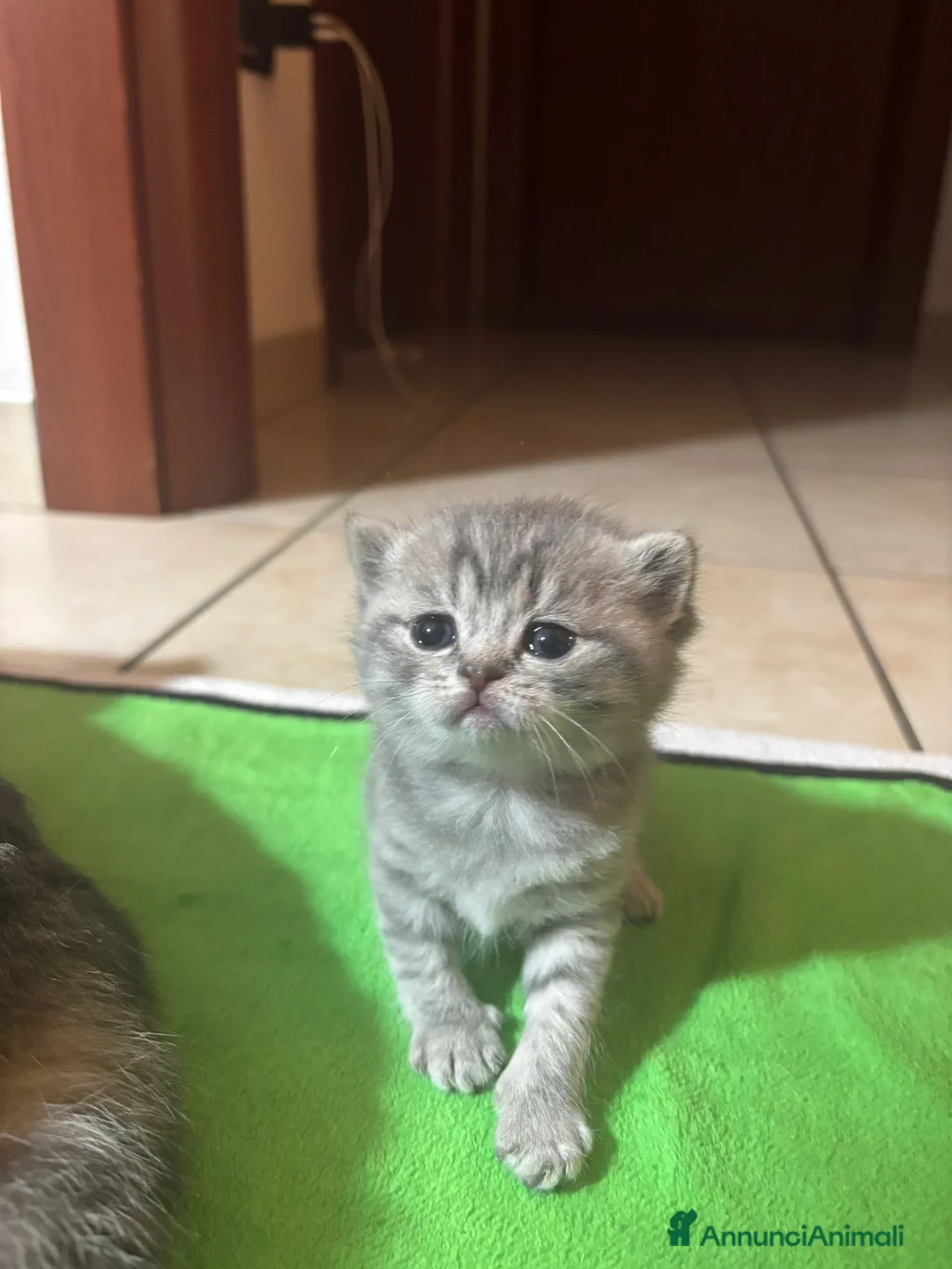 Scottish gatti in vendita: Gatti scottisch fold e straight  a Provincia di Taranto - Annuncio 1