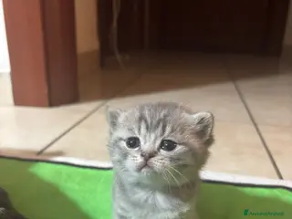 Scottish gatti Gatti scottisch fold e straight - Annuncio 1