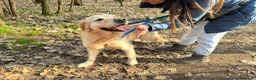 Golden Retriever cani in regalo: Splendido Golden Retreiver - CASPER - Annuncio 6