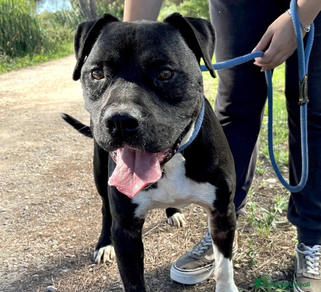 Pitbull cani Tyson, meraviglioso Pitt - Annuncio 5