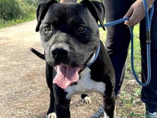 Pitbull cani Tyson, meraviglioso Pitt - Annuncio 5