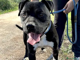 Pitbull cani Tyson, meraviglioso Pitt - Annuncio 14