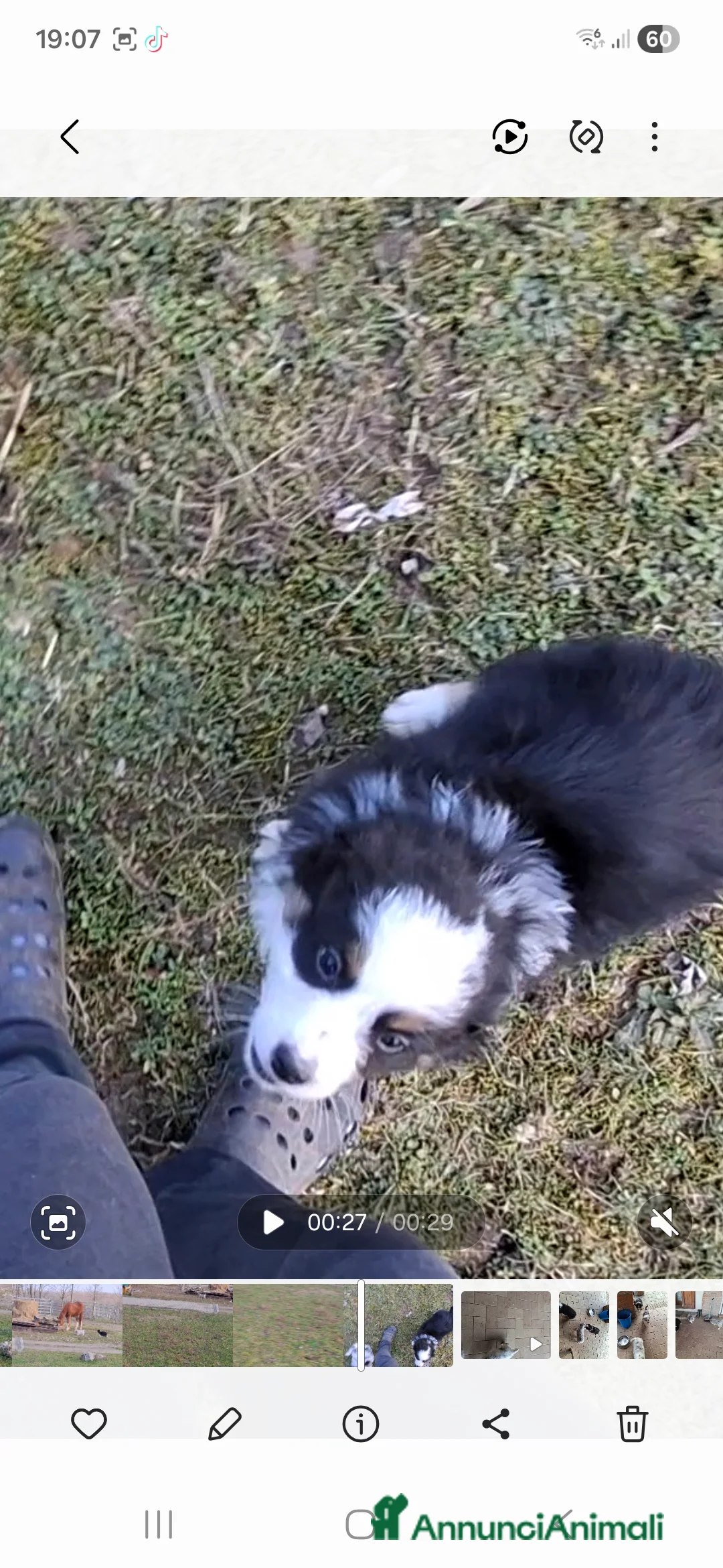 Australian Shepherd cani in vendita: Cuccioli australian shepard in cerca di amore - Annuncio 5