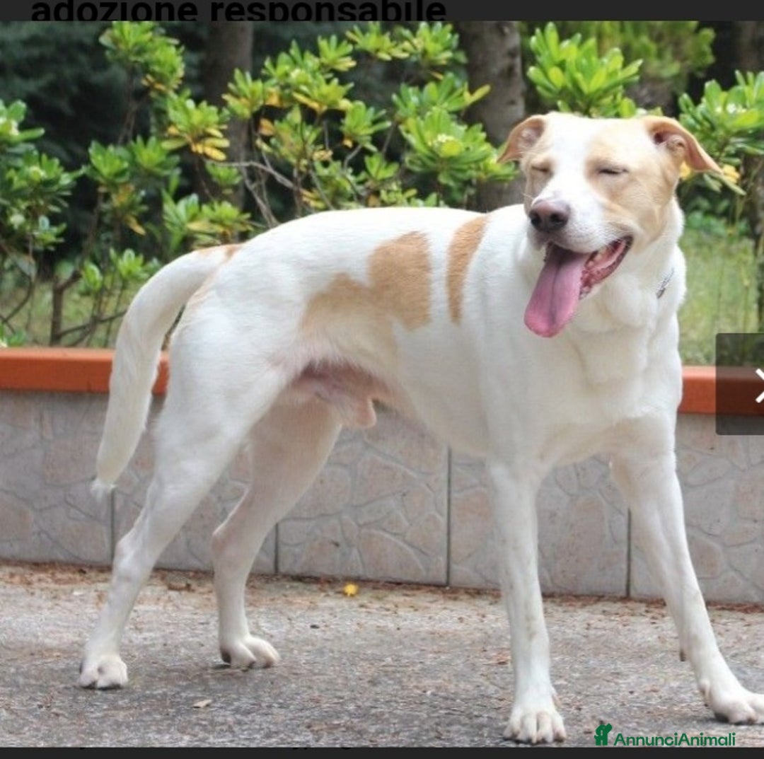 Meticcio cani in regalo: Toby splendido 5anni salito 6mesi fa.PAVIA a Città Metropolitana di Milano - Annuncio 9