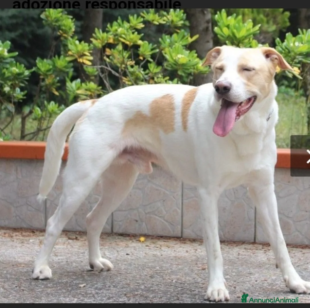 Meticcio cani in regalo: Toby splendido 5anni salito 6mesi fa.PAVIA a Città Metropolitana di Milano - Annuncio 9