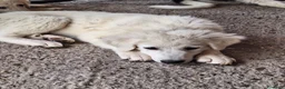 Pastore Abbruzzese Maremmano cani in vendita: 🐶 Cucciola femmina di Pastore Maremmano-Abruzzese - Annuncio 3