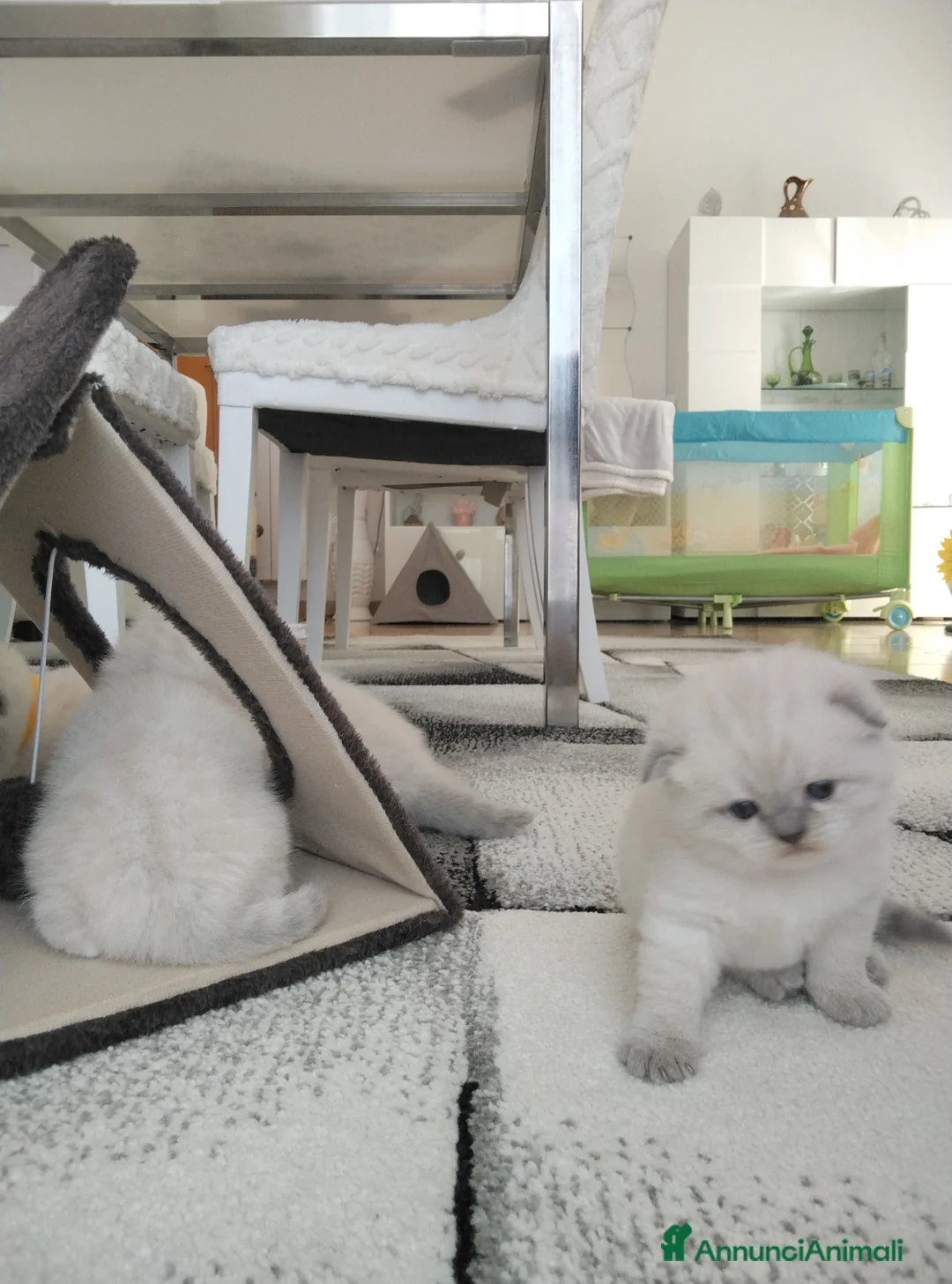 Scottish gatti in vendita: Cuccioli scottish fold e straight - Annuncio 1