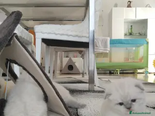 Scottish gatti Cuccioli scottish fold e straight - Annuncio 7