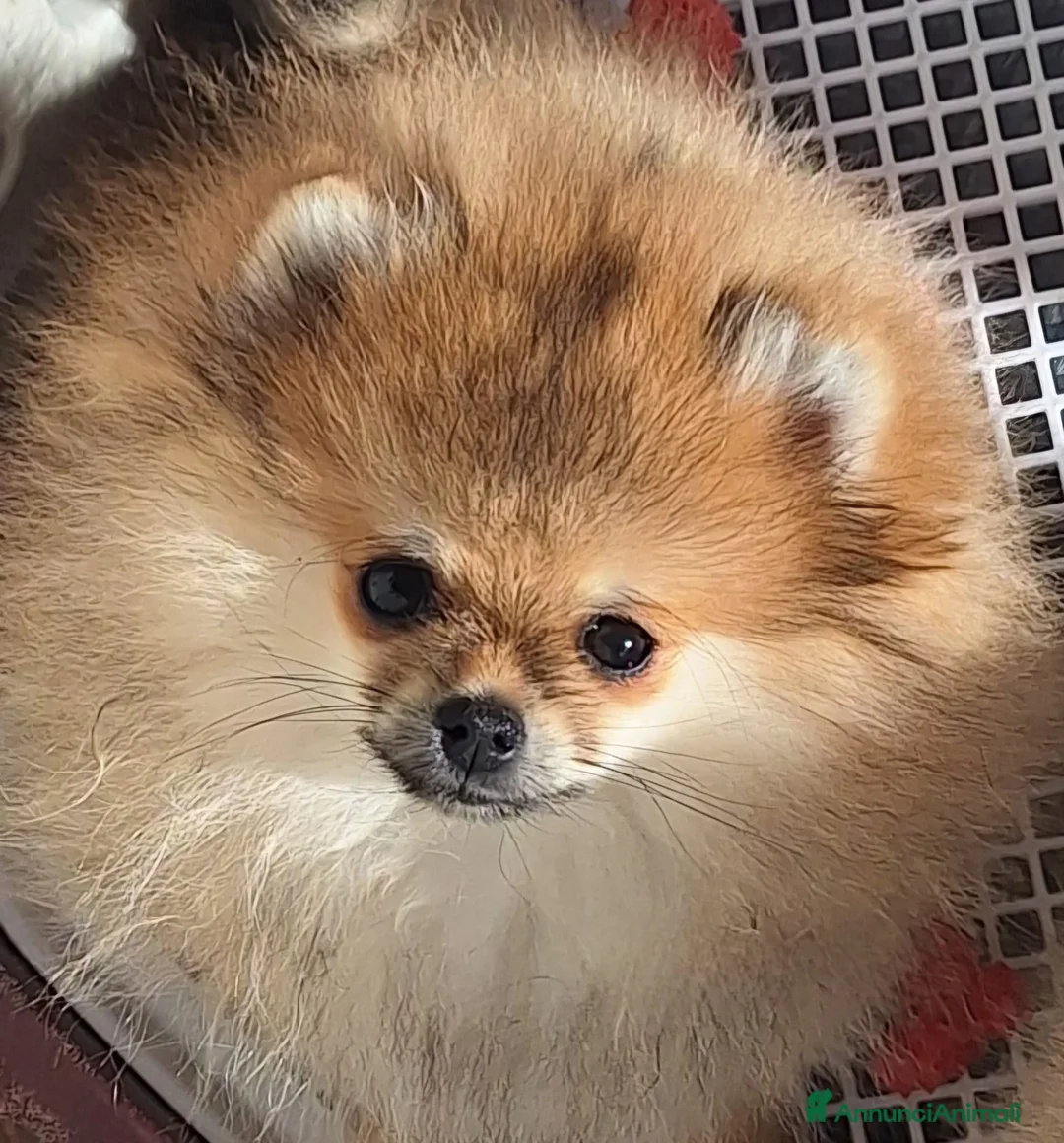 Volpino Pomerania cani in vendita: Spitz tedesco nano - Annuncio 3
