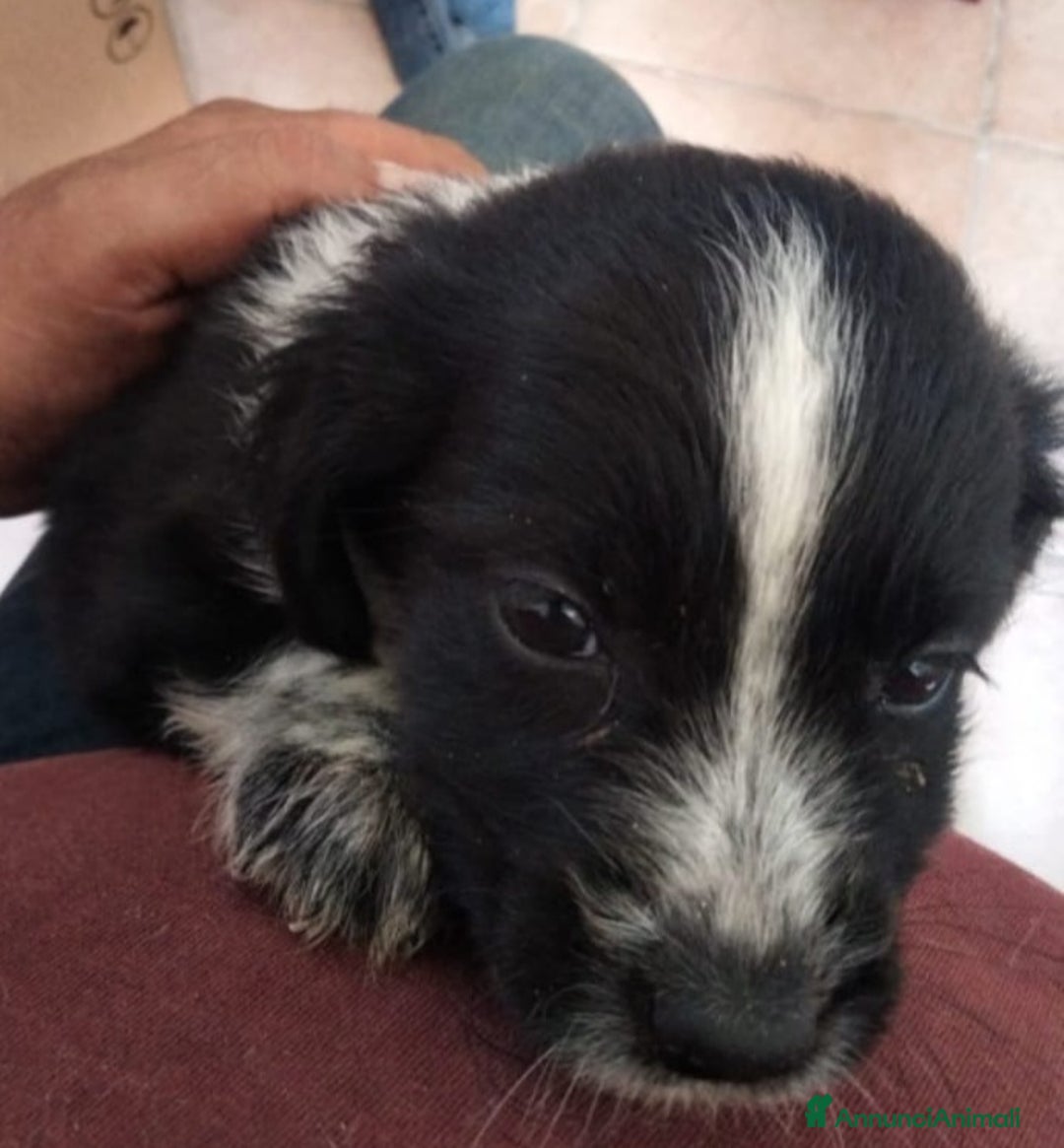 Altre razze cani in regalo: Mogli, Maffin, Meringa e Morfea cuccioli cercano f a Città metropolitana di Roma Capitale - Annuncio 4