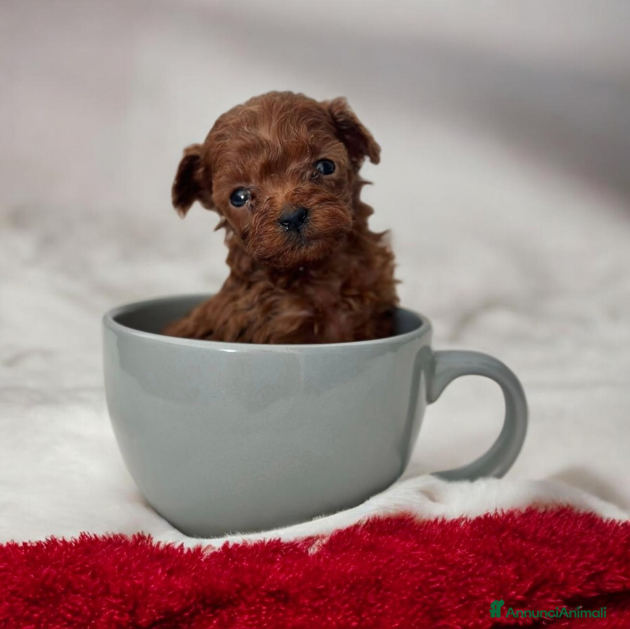 Barboncino cani Barboncini asiatici mini toy teacup red intenso  - Annuncio 6